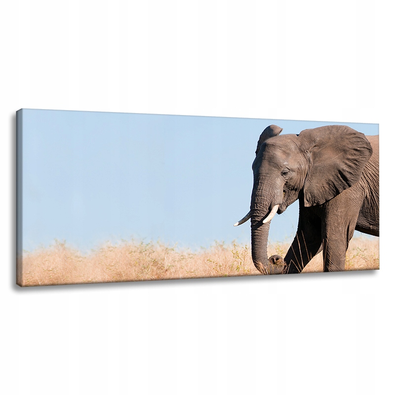 Obraz na plátně Šedý velký slon s trubkou Savana Teplo 120x60 cm
