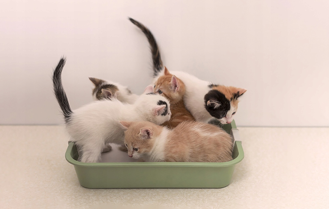 POCHŁANIACZ ZAPACHÓW Smart Odor Eliminator Nazwa handlowa Petoneer Smart Odor Eliminator