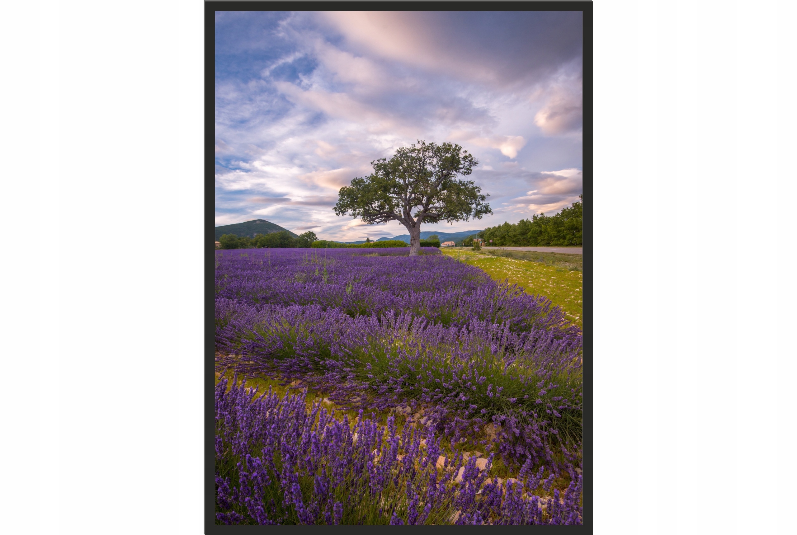 

Obraz plakat 40x30 łąka wrzosy fiolet natura