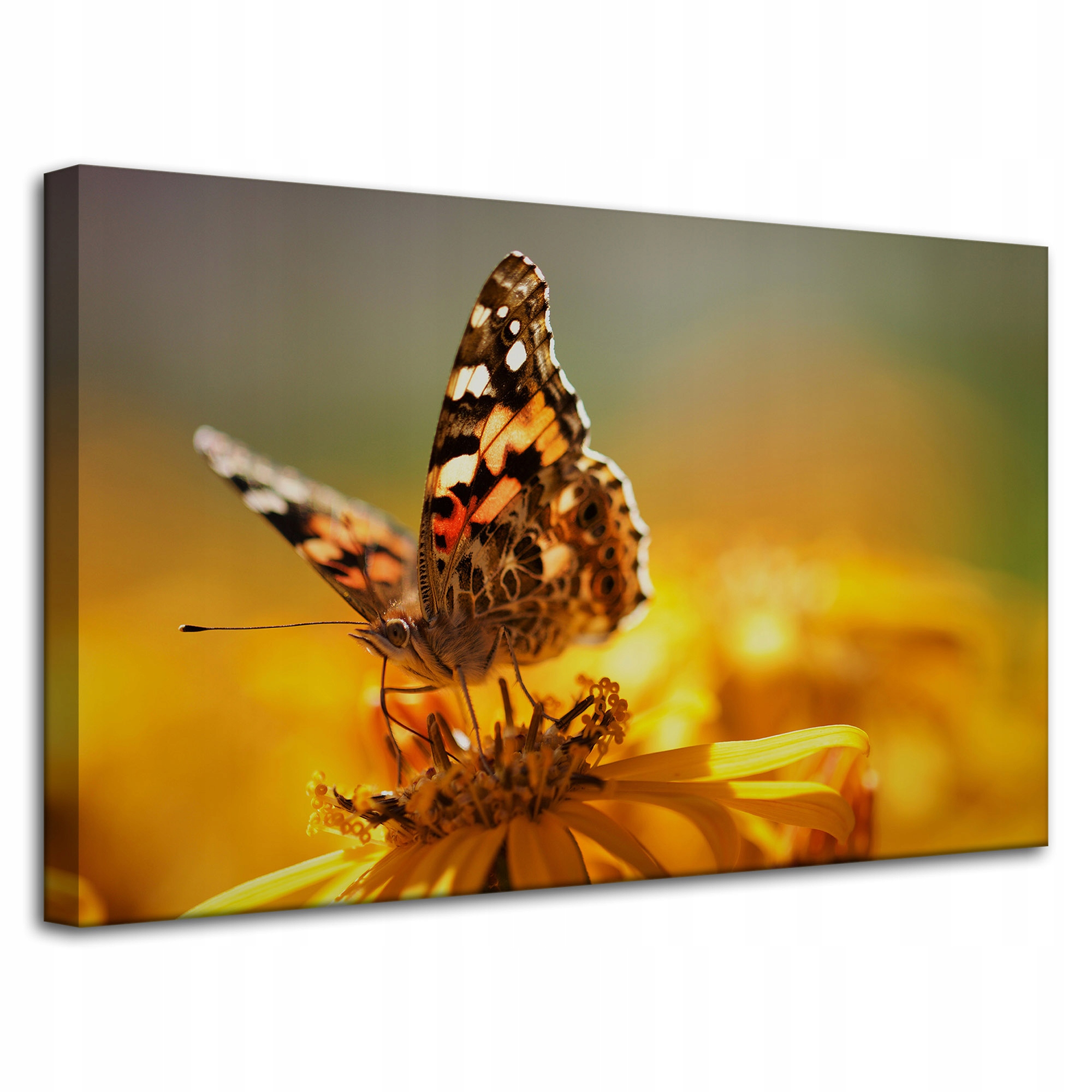 Obraz na plátně Zvířata Motýl na květině 80x50