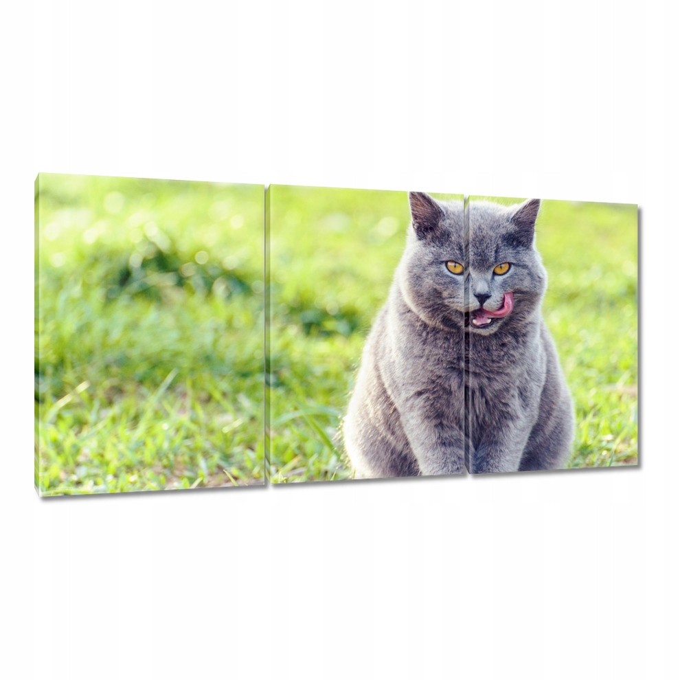 

Obrazy 120x60 Kotek Kotki Koty Kicia