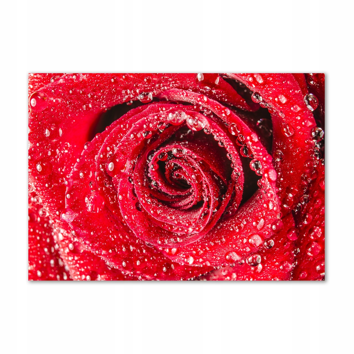

Obraz zdjęcie akryl Krople wody na róży 100x70 cm