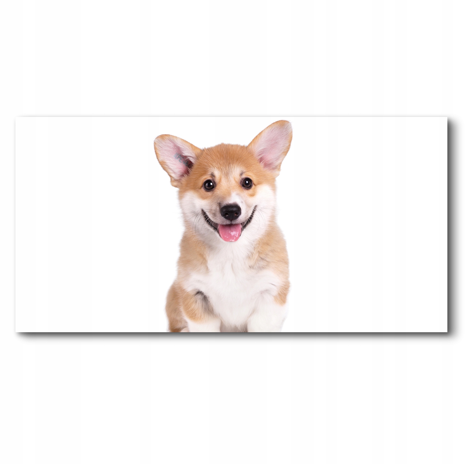 

Obraz canvas na prezent pies corgi szczenię 140x70