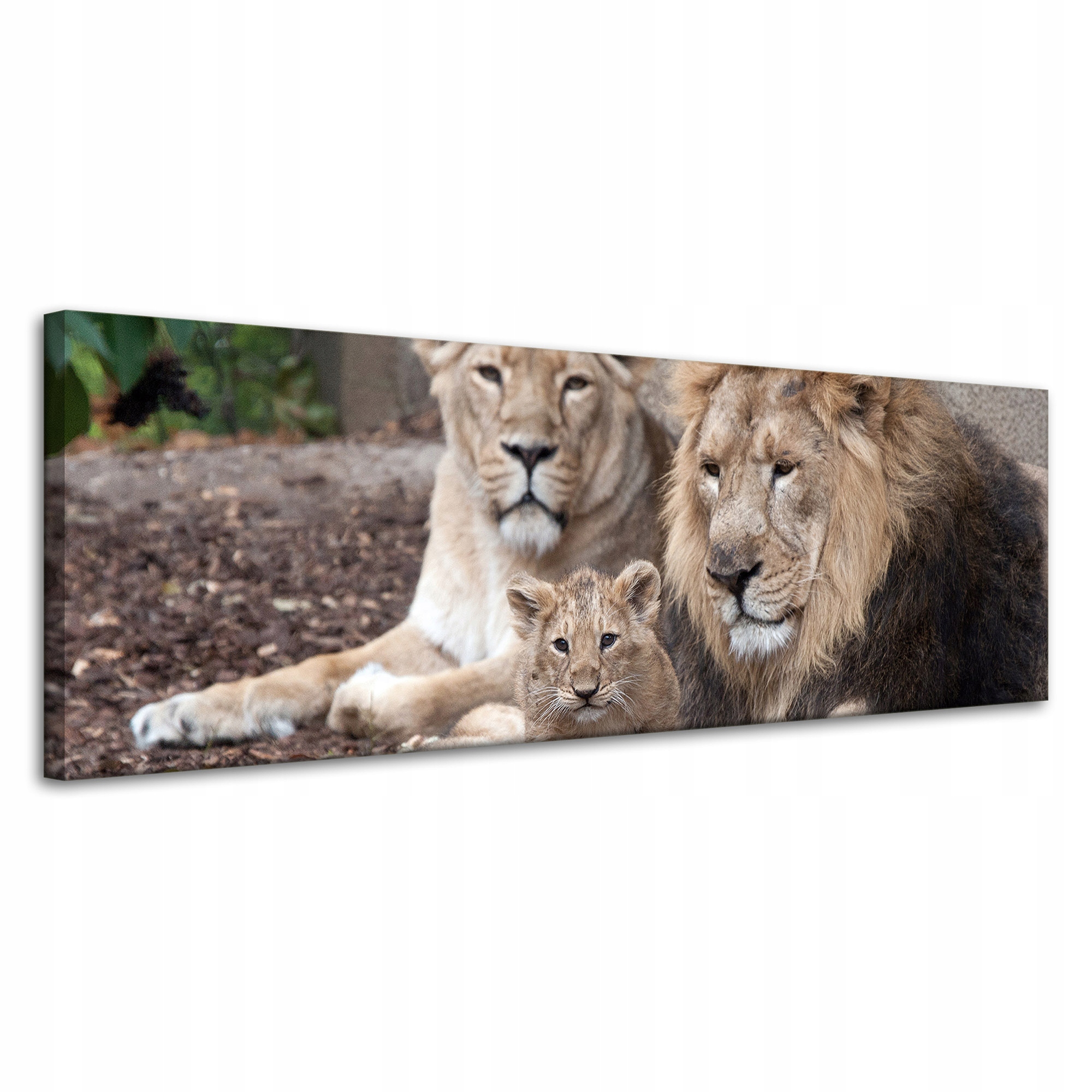Obraz na plátně Rodina Lvů Fotografie Příroda 120x40 cm