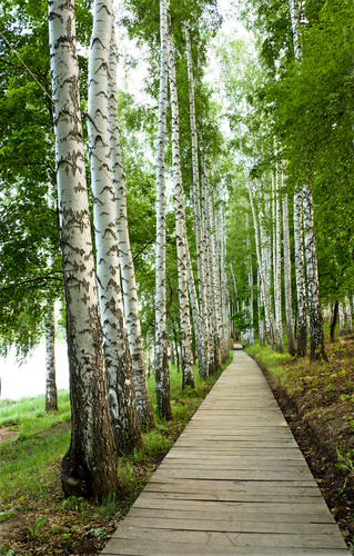 

Fototapeta flizelina na wymiar brzoza