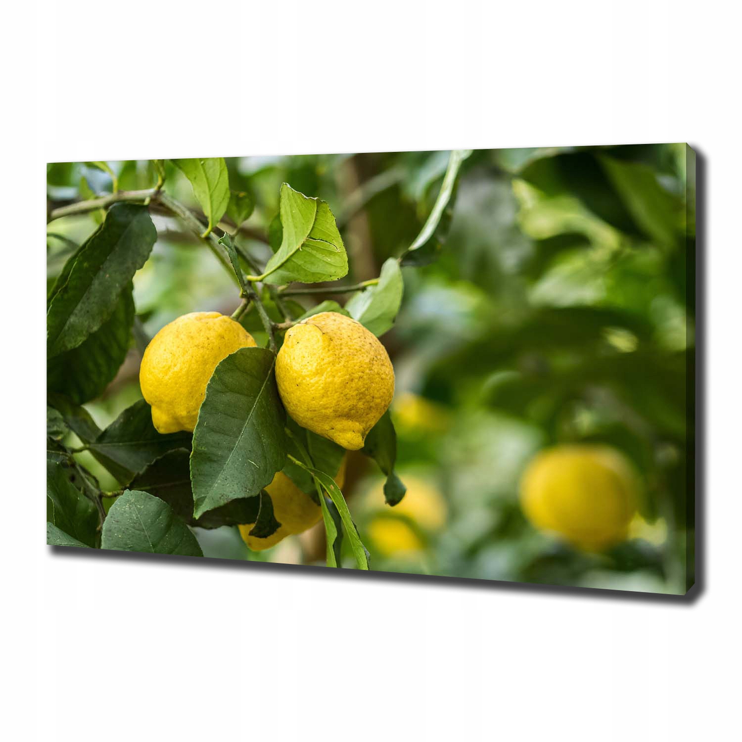

Foto obraz na płótnie Cytryny na drzewie 100x70 cm
