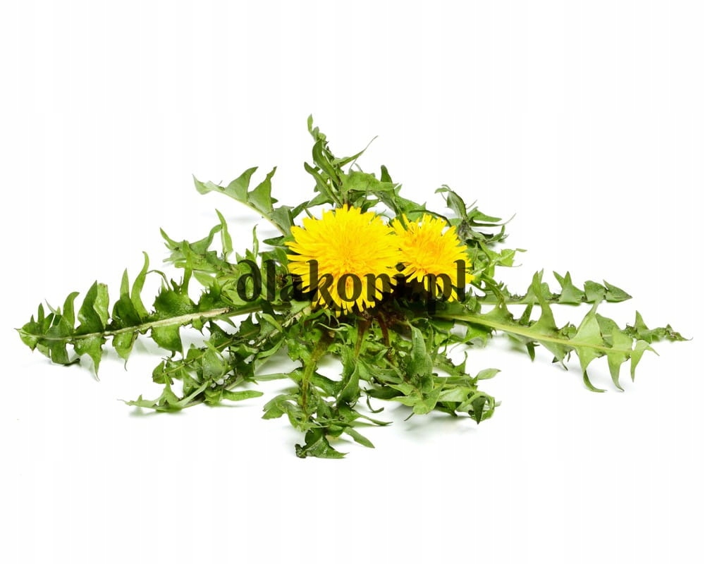 Equiherbs Mniszek Lekarski 1kg