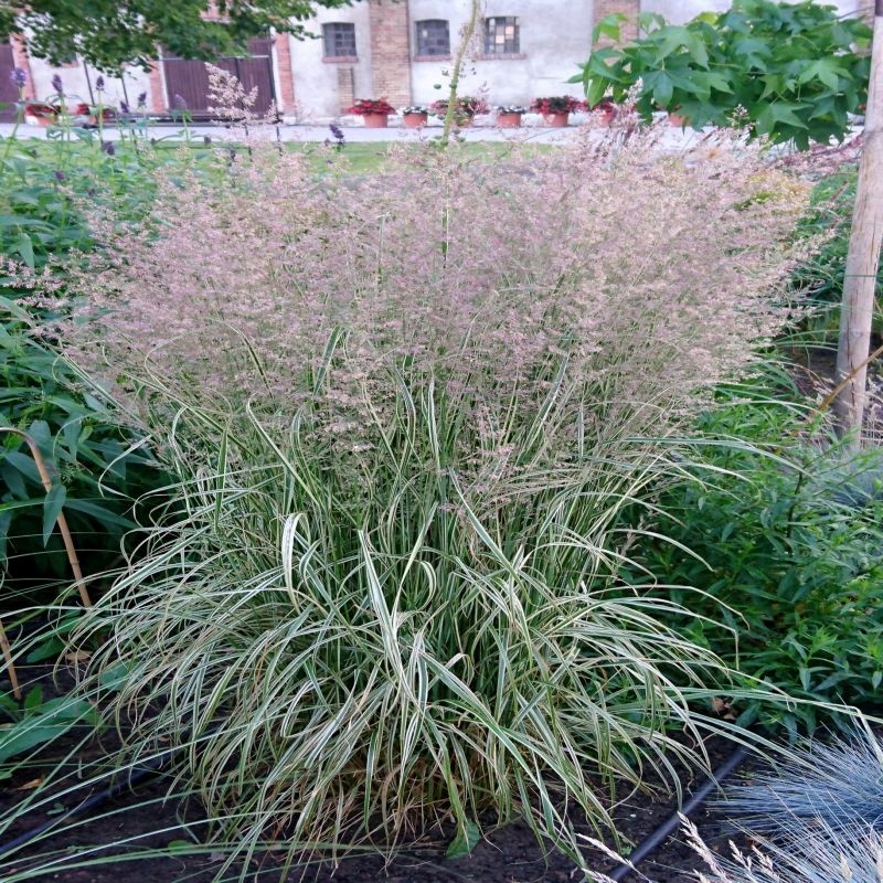 Trstina ostrokvetá England - Calamagrostis x