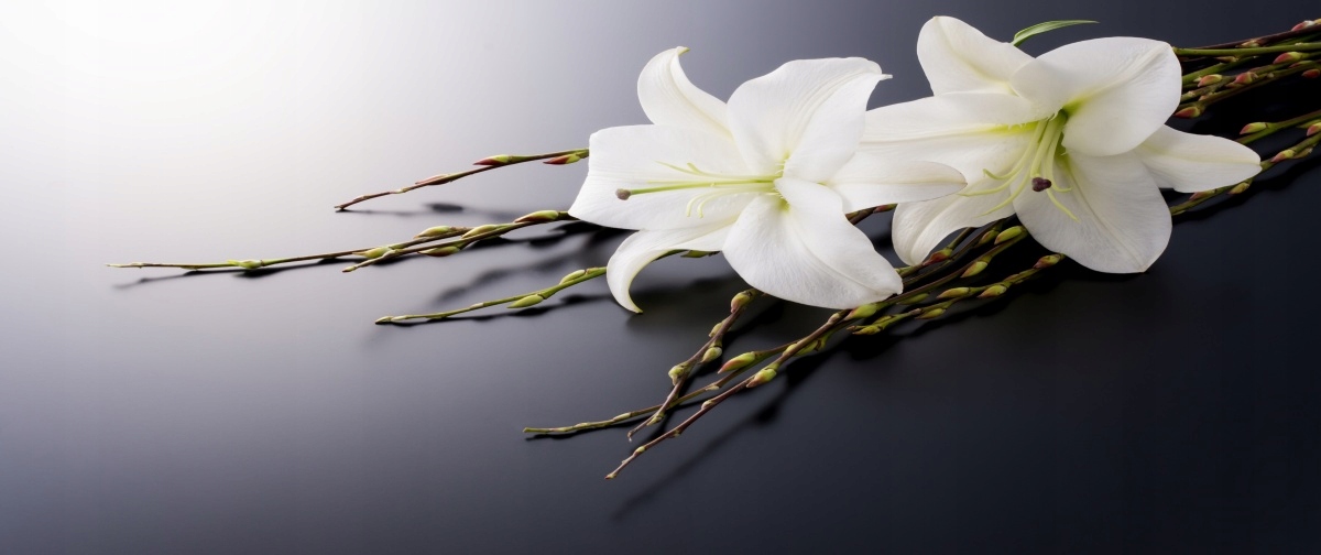 

Tapeta flizelinowa Biała lilia - 250x104