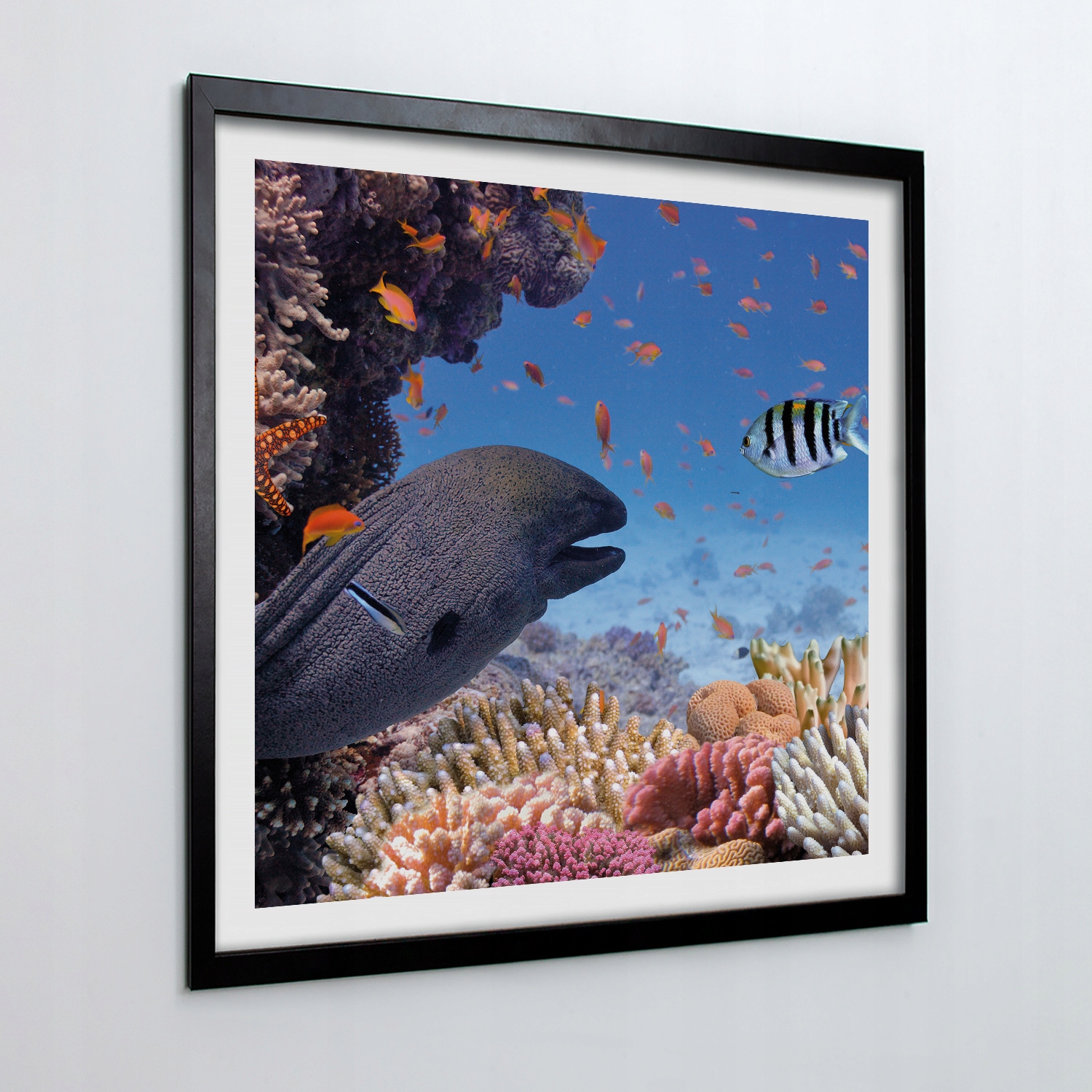 Nástěnný obraz s rámem Fauna korálového útesu 50x50 cm