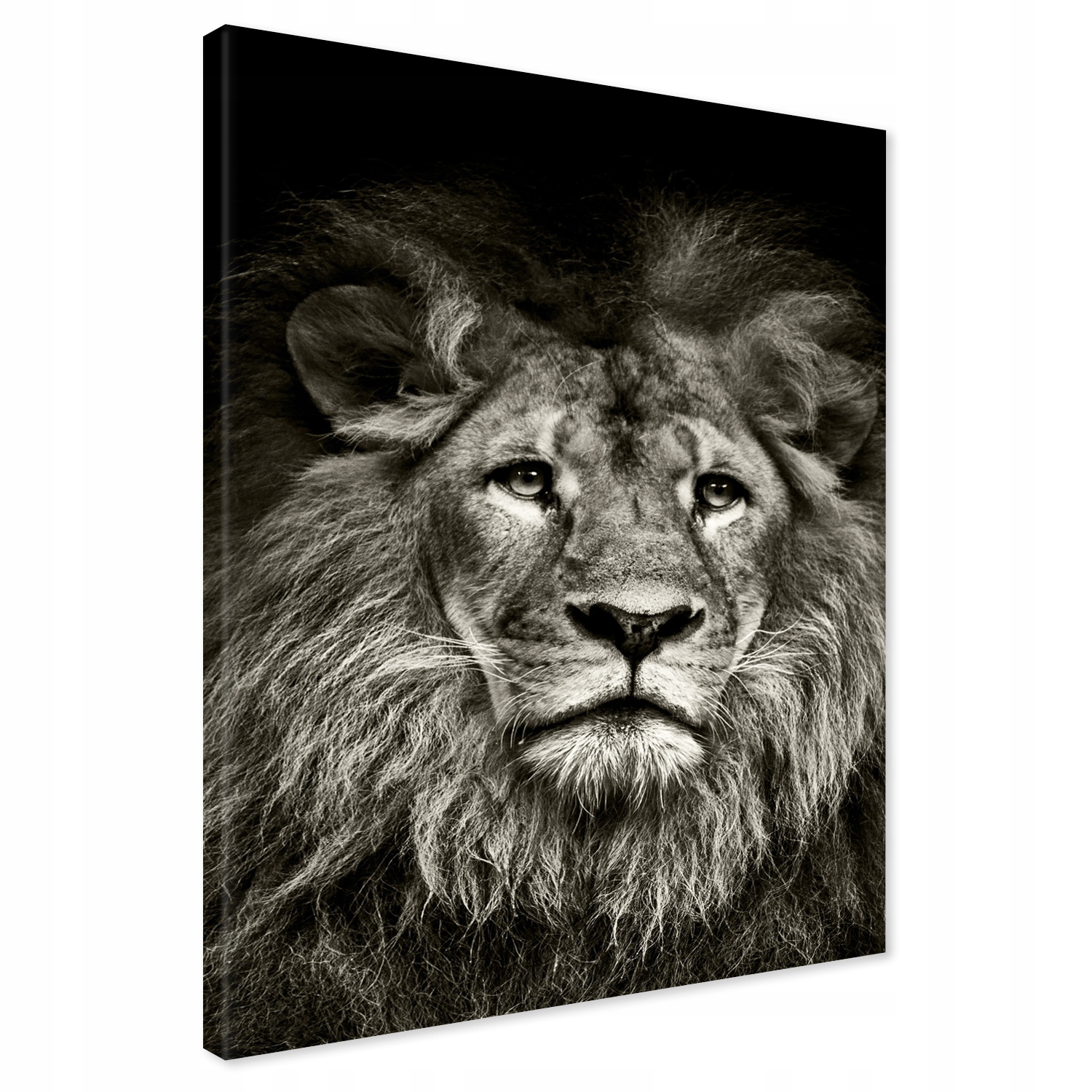 Obraz na płótnie 80x120 Lew Czarno Biały XXL Canvas Premium do Salonu