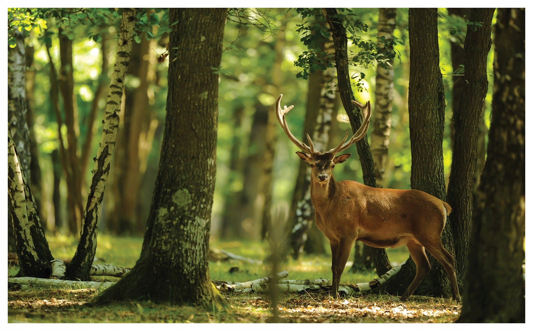 Fototapeta Jelen ve slunném lese idylické ráno 300x210 lepidlo