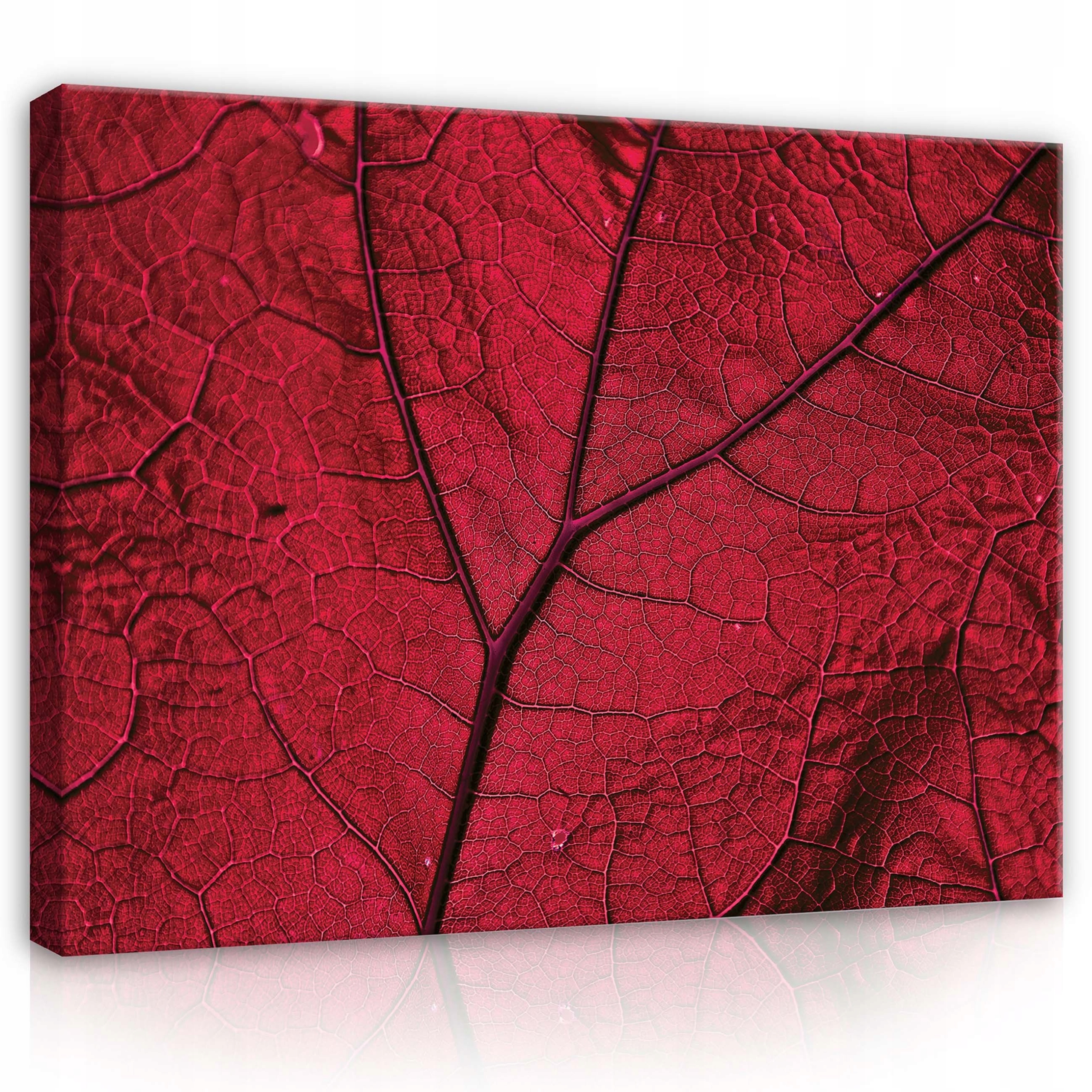 Obraz 100x75 Makro listy červený list žilky list textura kapky vody