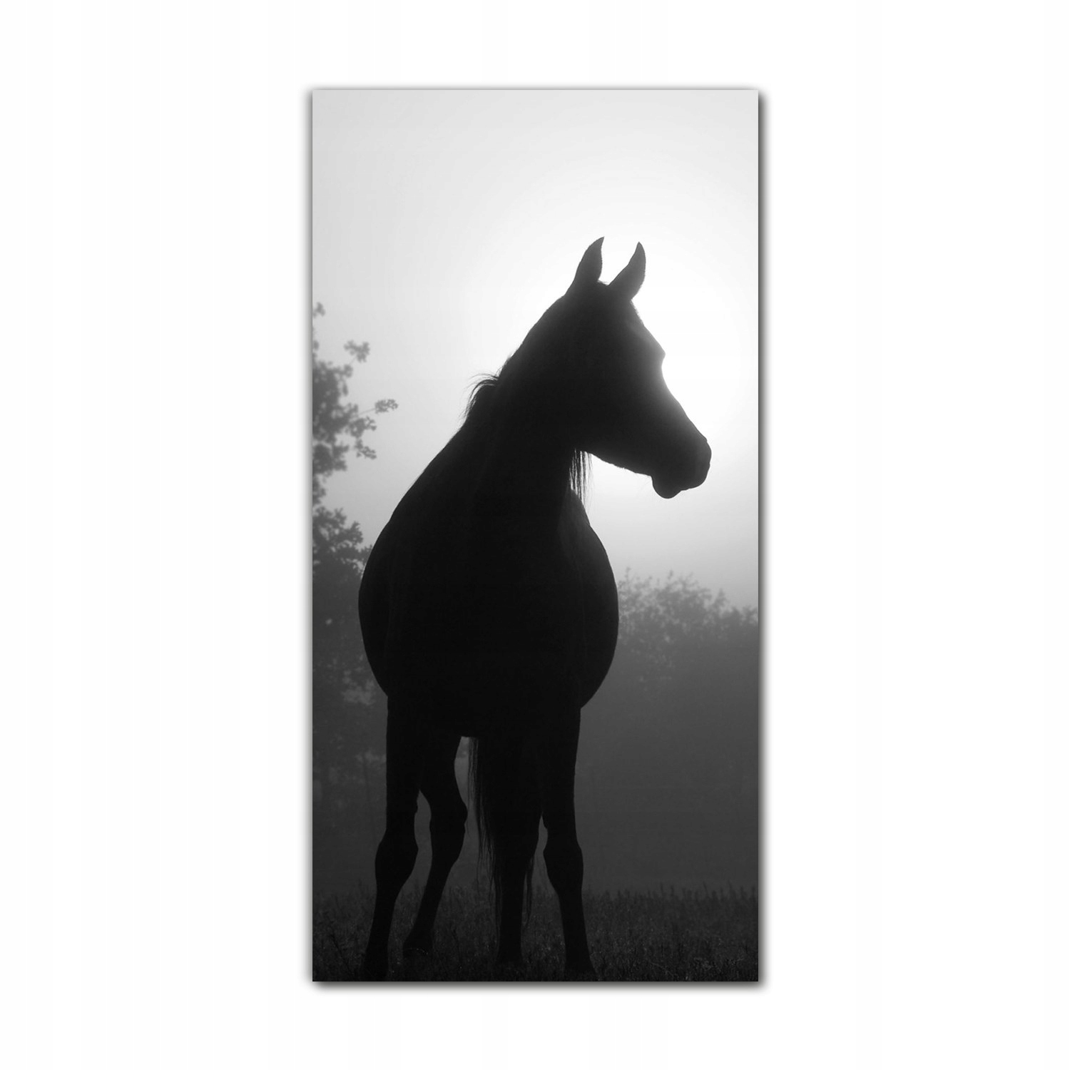 

Foto-obraz na szkle na ścianę 70x140 Koń arabski