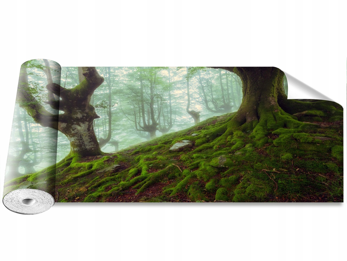 

Tapeta Samoprzylepna Las bukowy 250x104