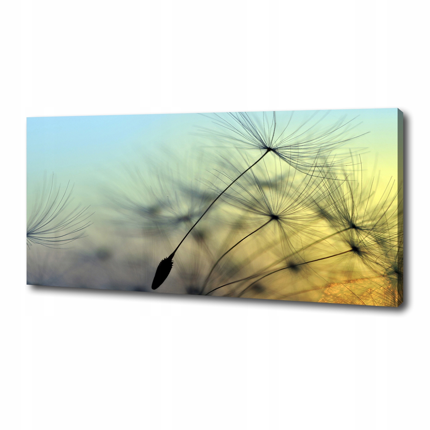

Foto obraz na płótnie Nasiona dmuchawca 125x50 cm