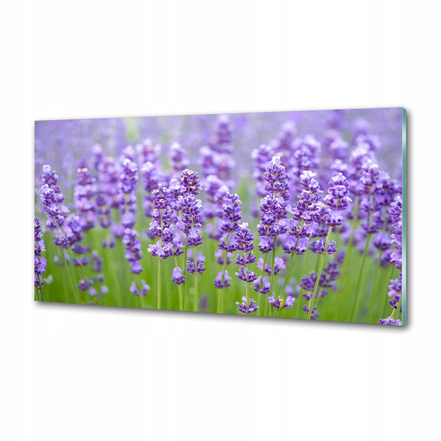 Sklenený panel do kuchyne Levanduľa 120 x 60 cm Lepidlo