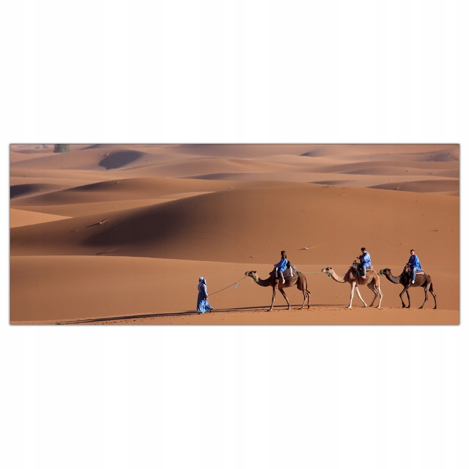 Velbloud Poušť 125x50 Skleněné panely do kuchyně