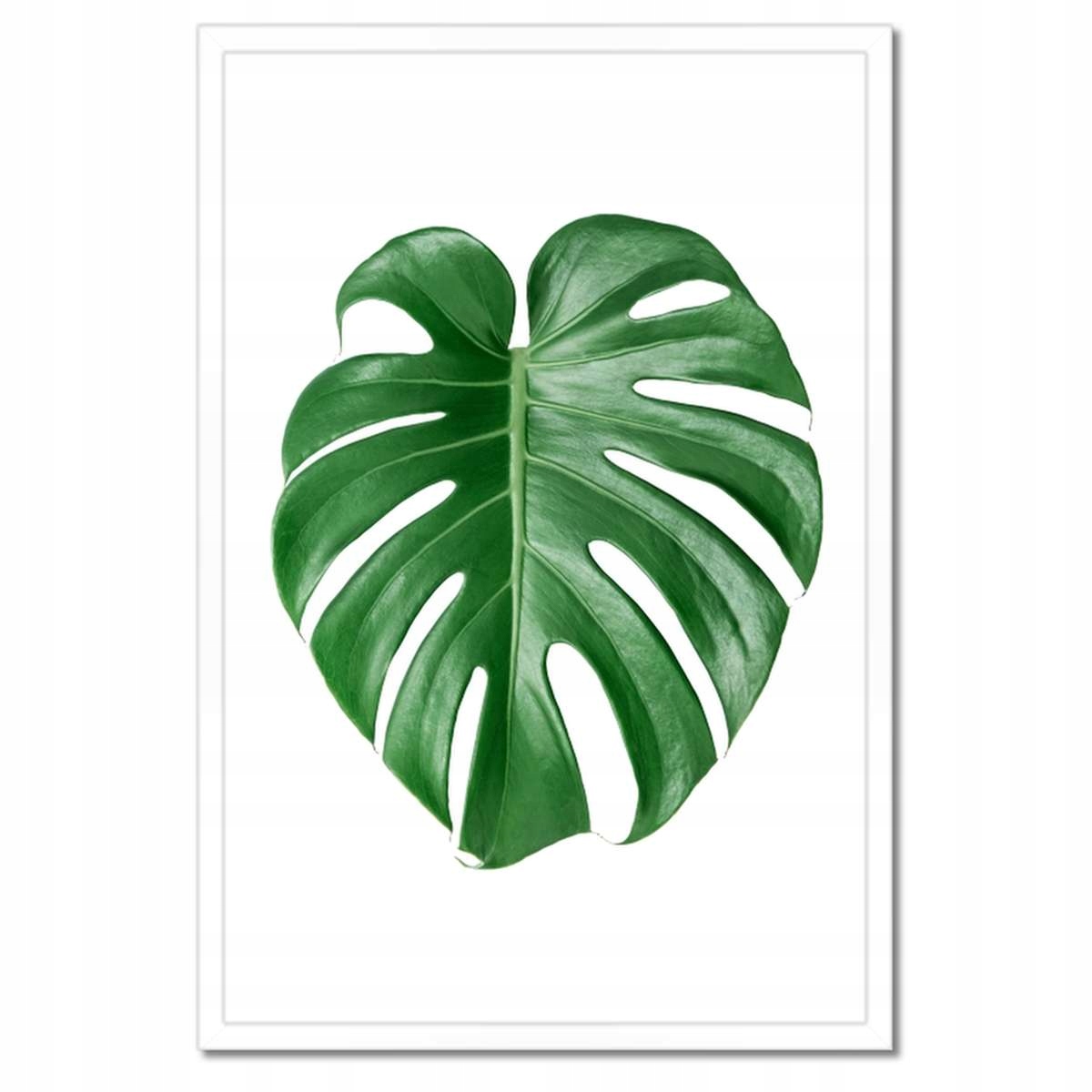 Plakáty v rámu 40x60 Monstera děravý list