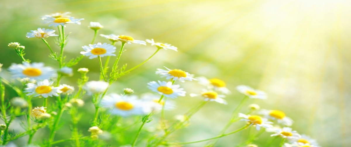 

Tapeta flizelinowa Stokrotki - 250x104