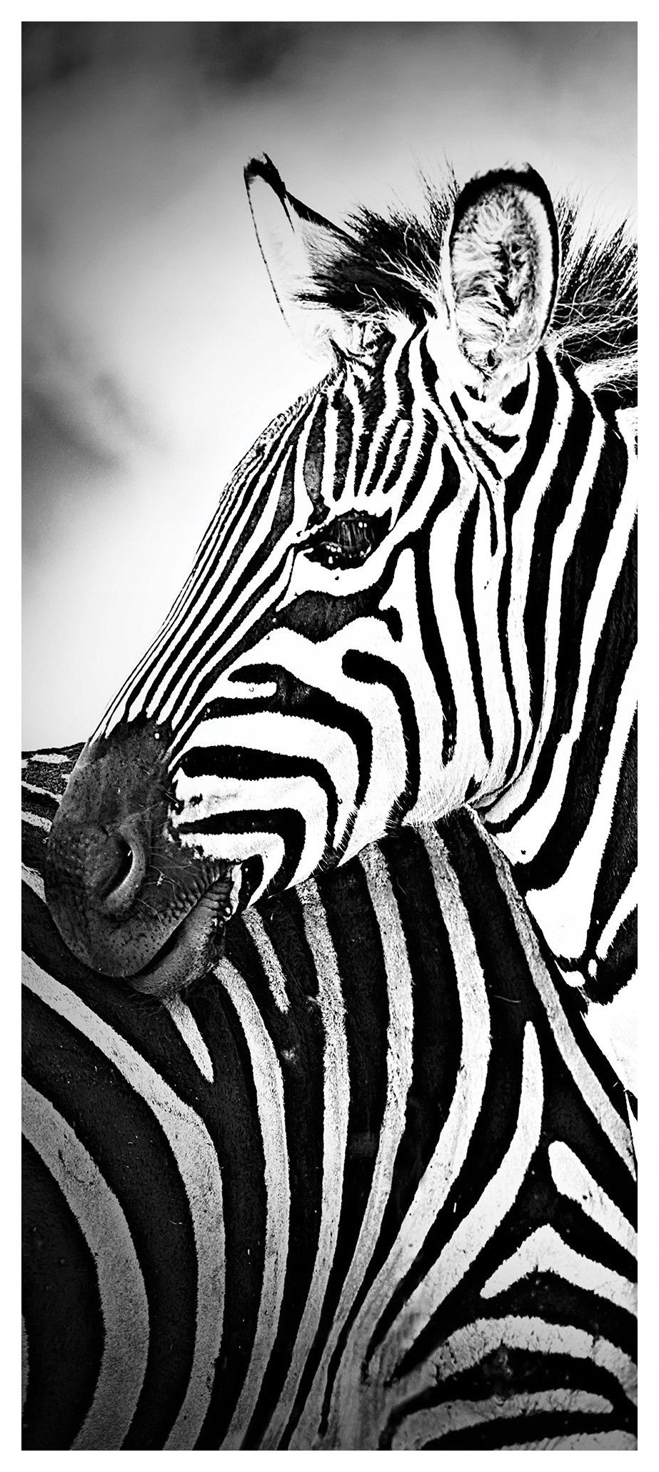 Samolepka Fototapeta Zebra Černobílá africká grácie 91x211