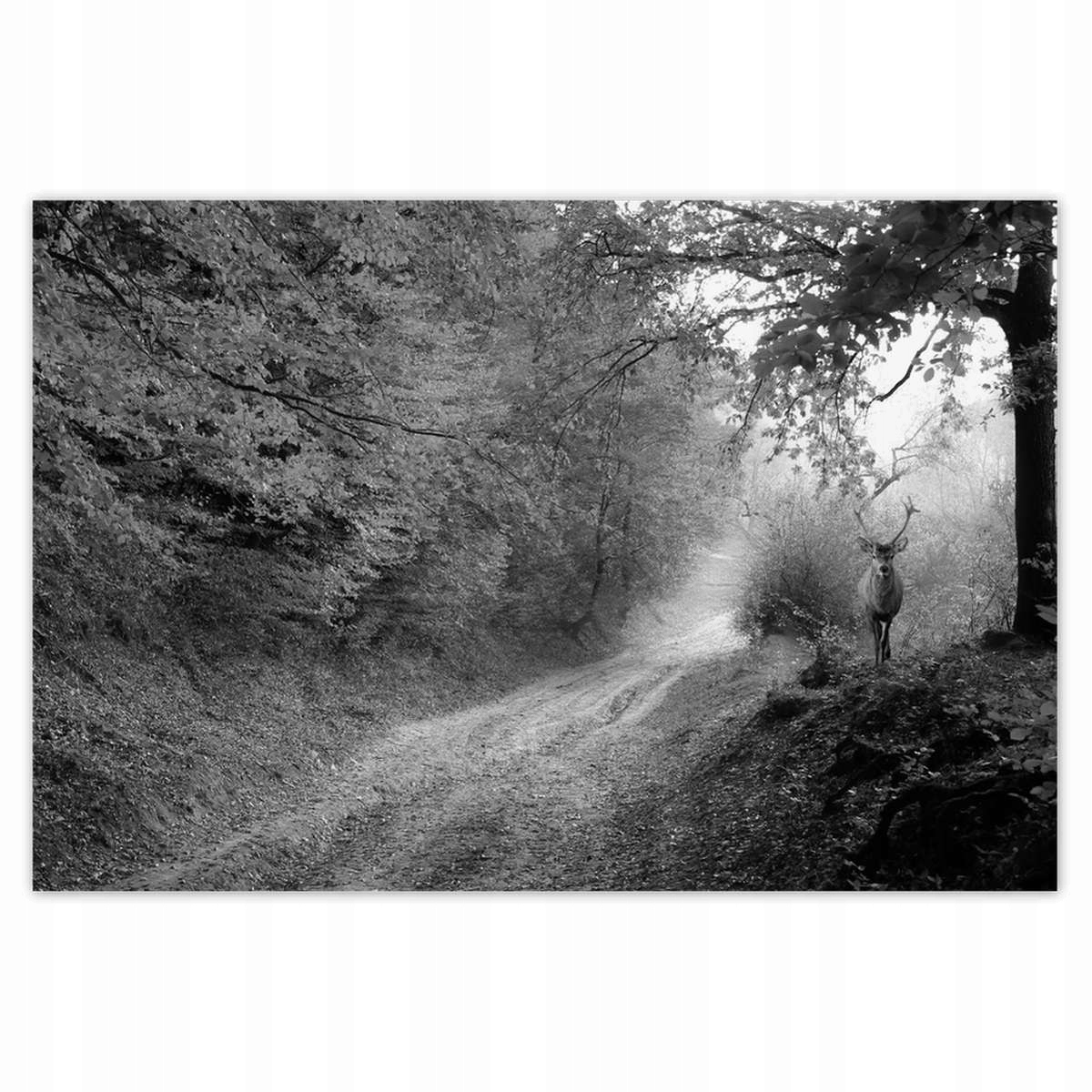 Plakáty 200x135 Jelen v lese