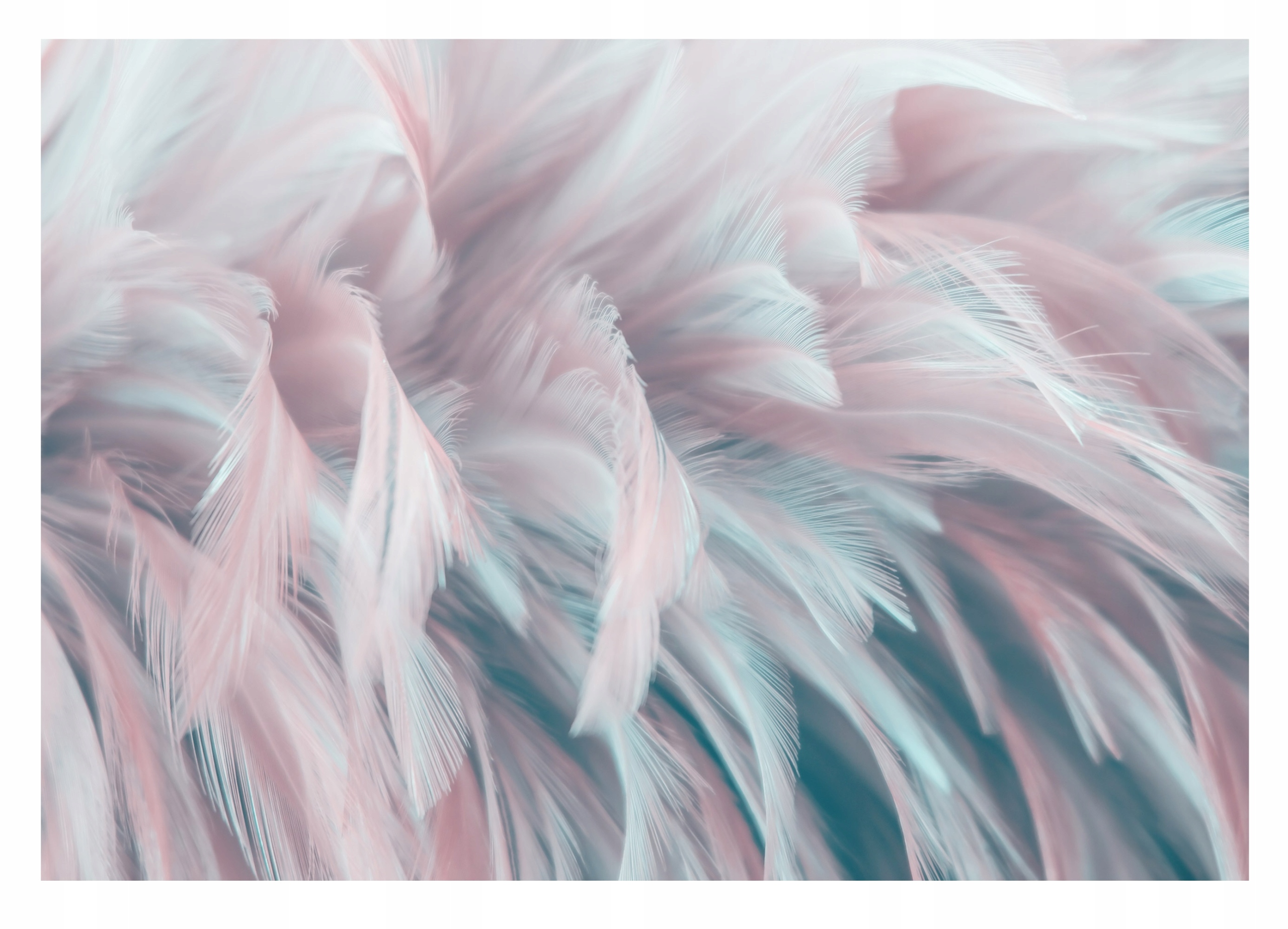 

Fototapeta Pióra 3D Nowoczesna Do Salonu 368x254