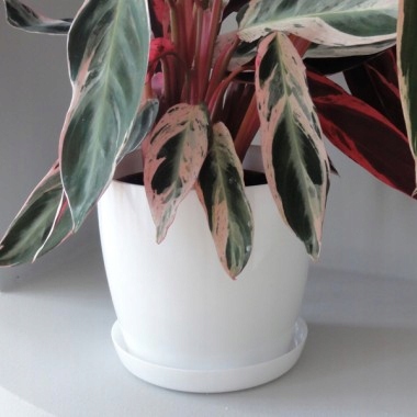 PODSTAWKA DO DONICZKI AGA BIAŁA PLASTIKOWA 18 EAN (GTIN) 5905907206645