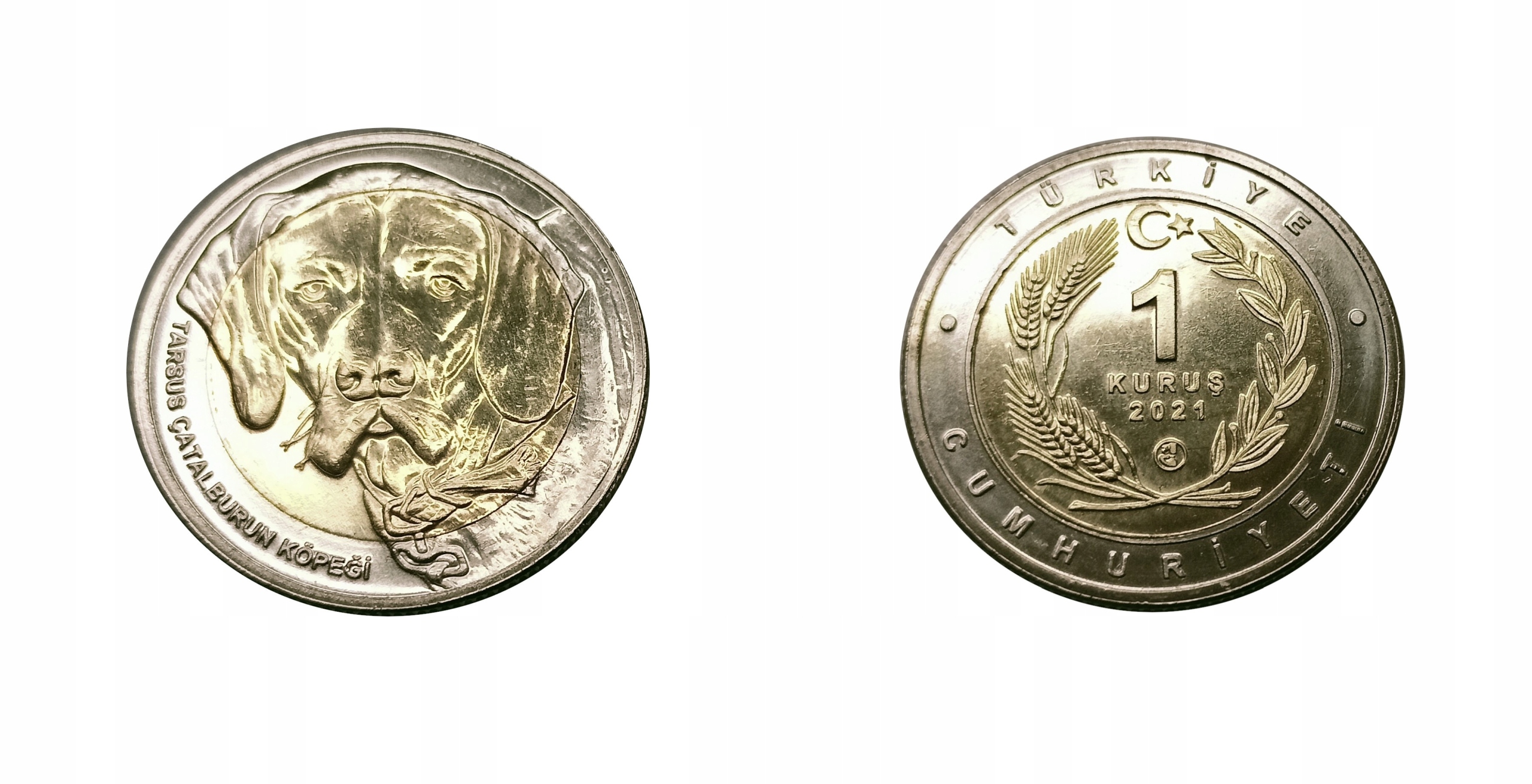 Turcja 1 kurus 2021 BIMETAL Pies - Wyżeł Turecki , UNC