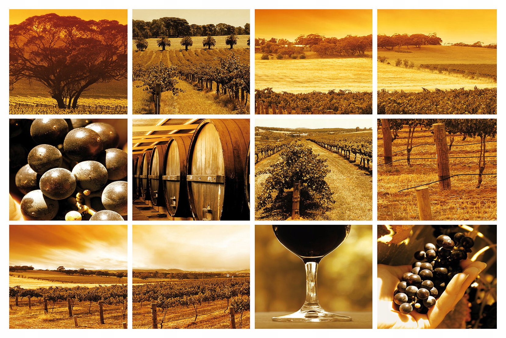 Fototapeta Hroznové Víno Provence Slunečné kopce Listy 208x146 vinyl lepidlo