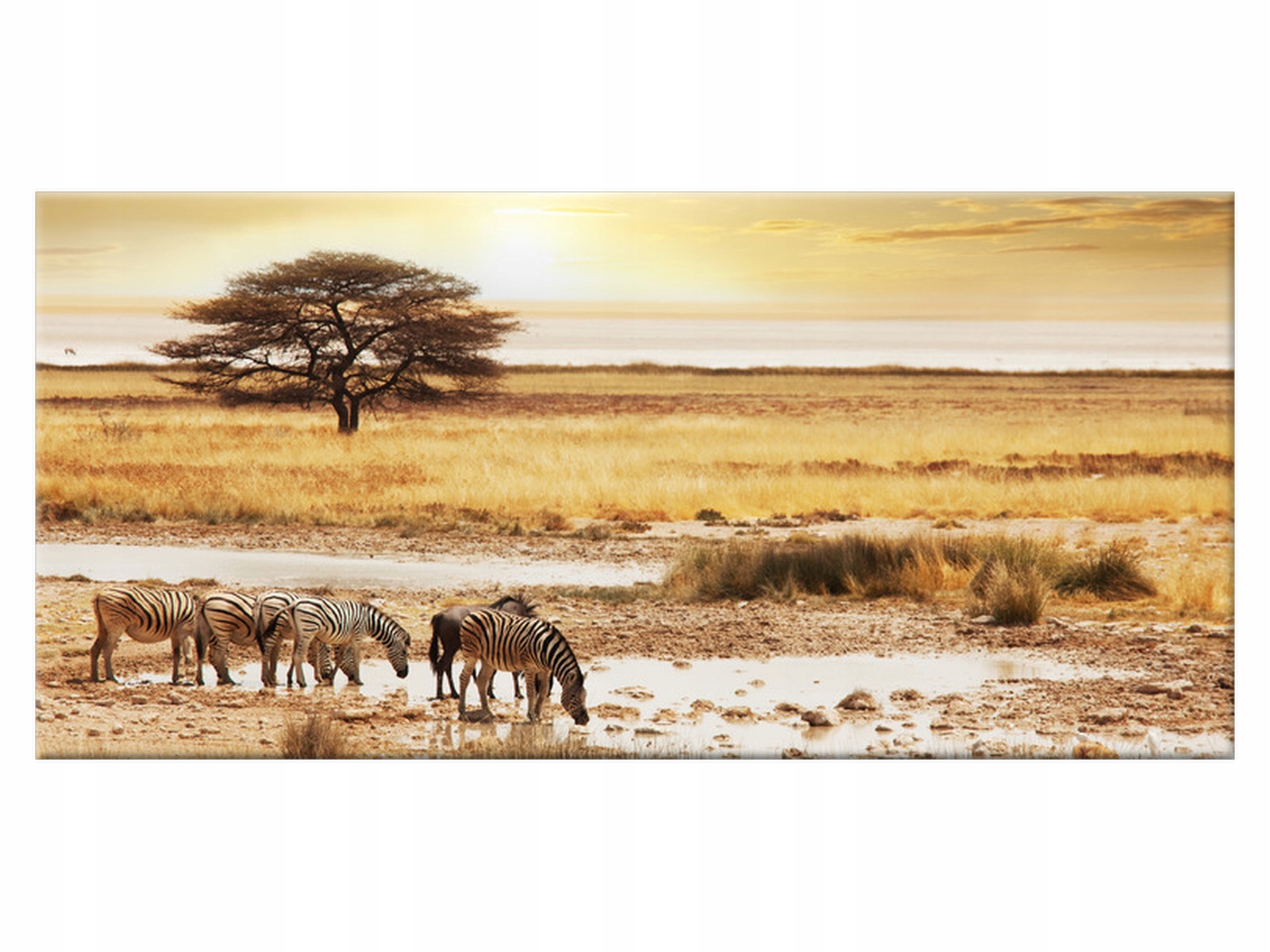 

Obraz Safari 115x55 Zebra 1346A_1AE do salonu