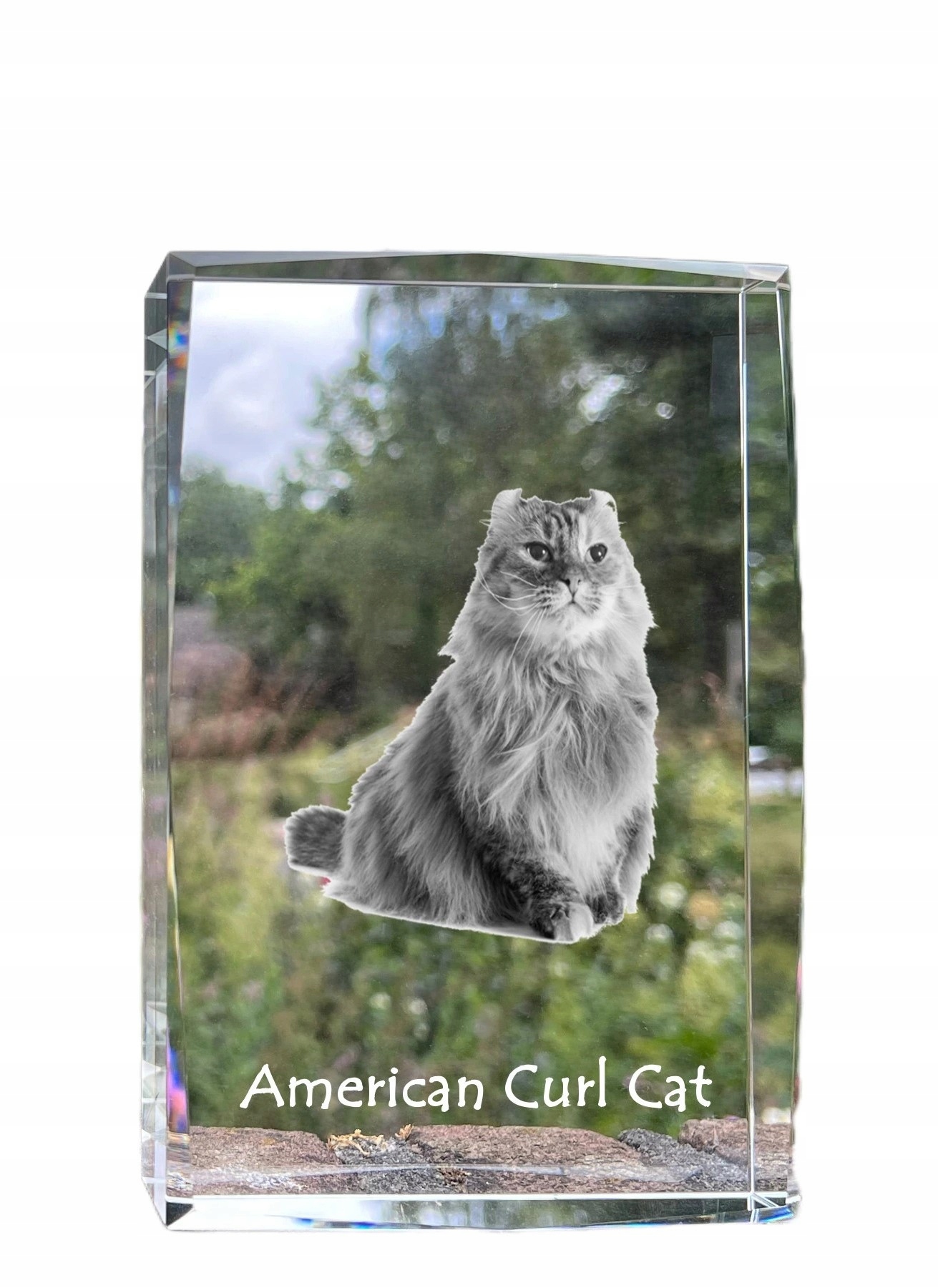 Americká mačka curl fotografia v kryštáli, suvenír, trofej, poďakovanie