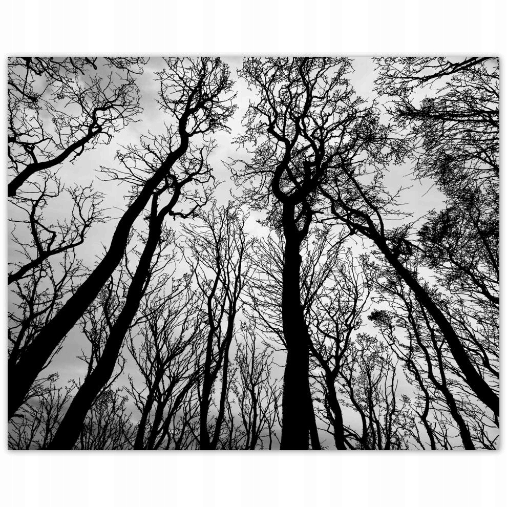 

Plakat 50x40 Las Drzewa Widok z dołu