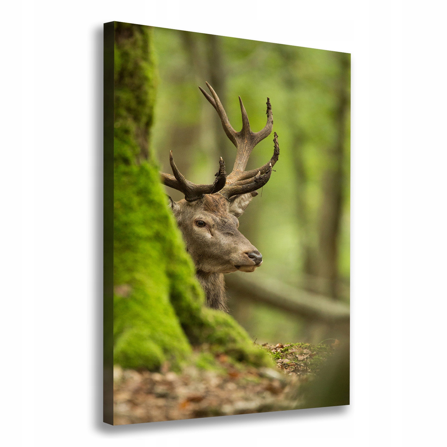 

Foto-obraz zdjęcie na płótnie Jeleń 70x100 cm