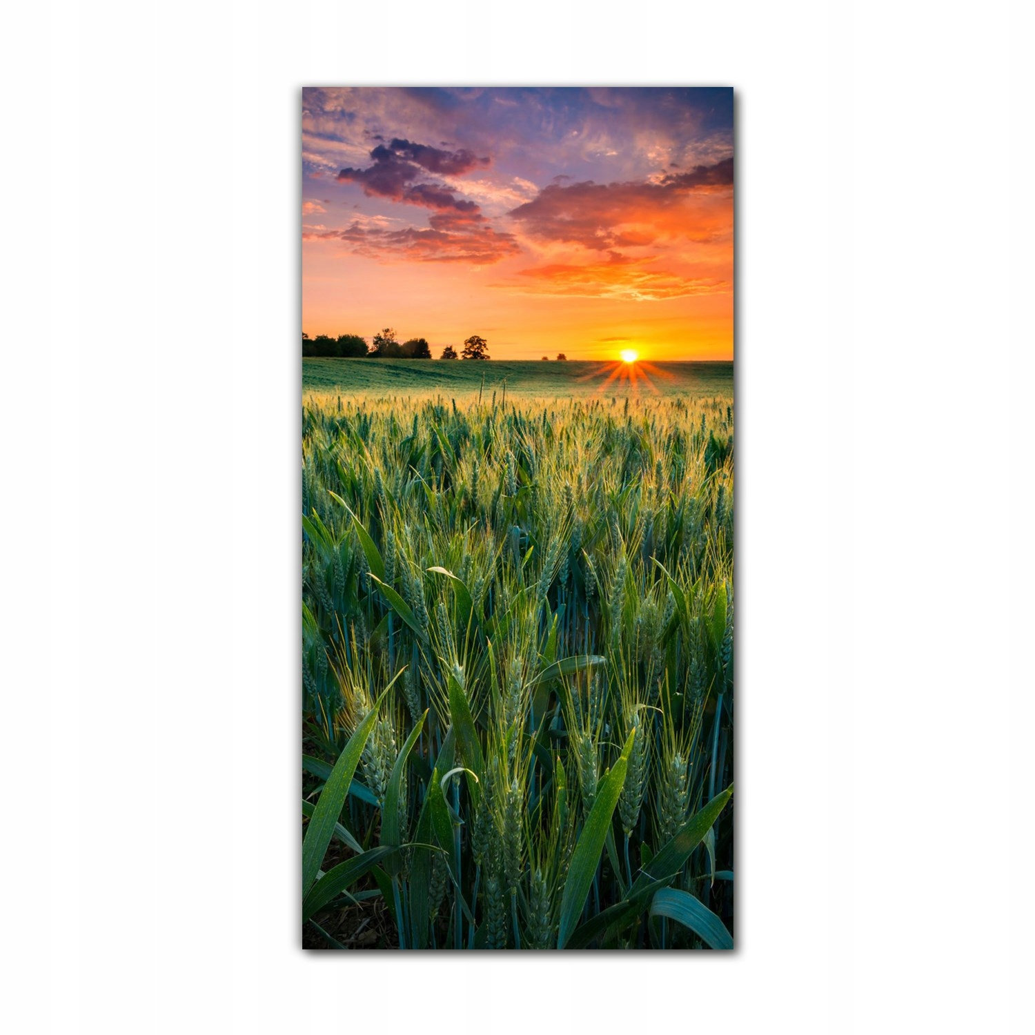 

Obraz na szkle do kuchni 70x140 Farma pole słońce