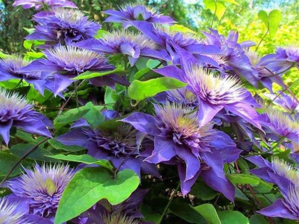 Powojnik Clematis Multi Blue O PEŁNYCH KWIATACH C2