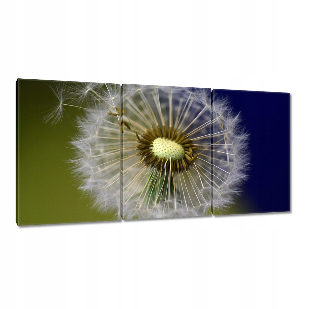 

Obrazy 120x60 Dmuchawiec Kwiat Kwiatki