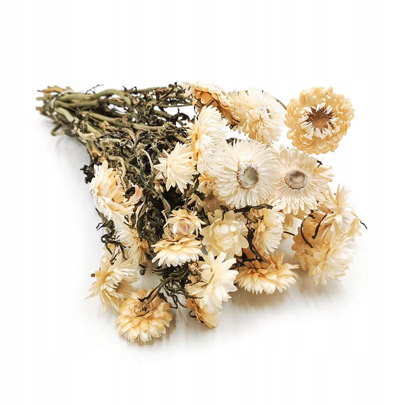 

Kocanka suszona Biała (Helichrysum) niesmiertelnik