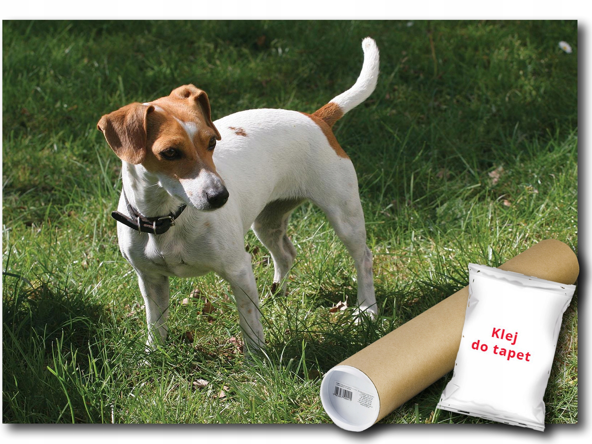 Vinylová Fototapeta Pes Jack Russell 152x104