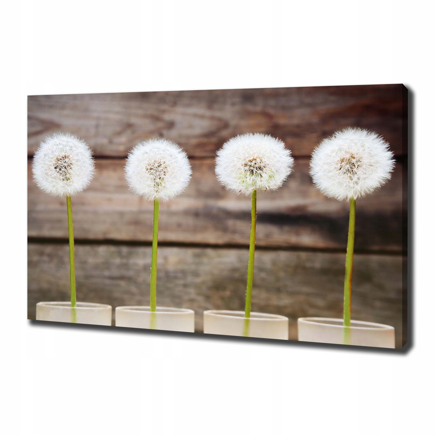 

Foto obraz canvas na ścianę Dmuchawce 100x70 cm