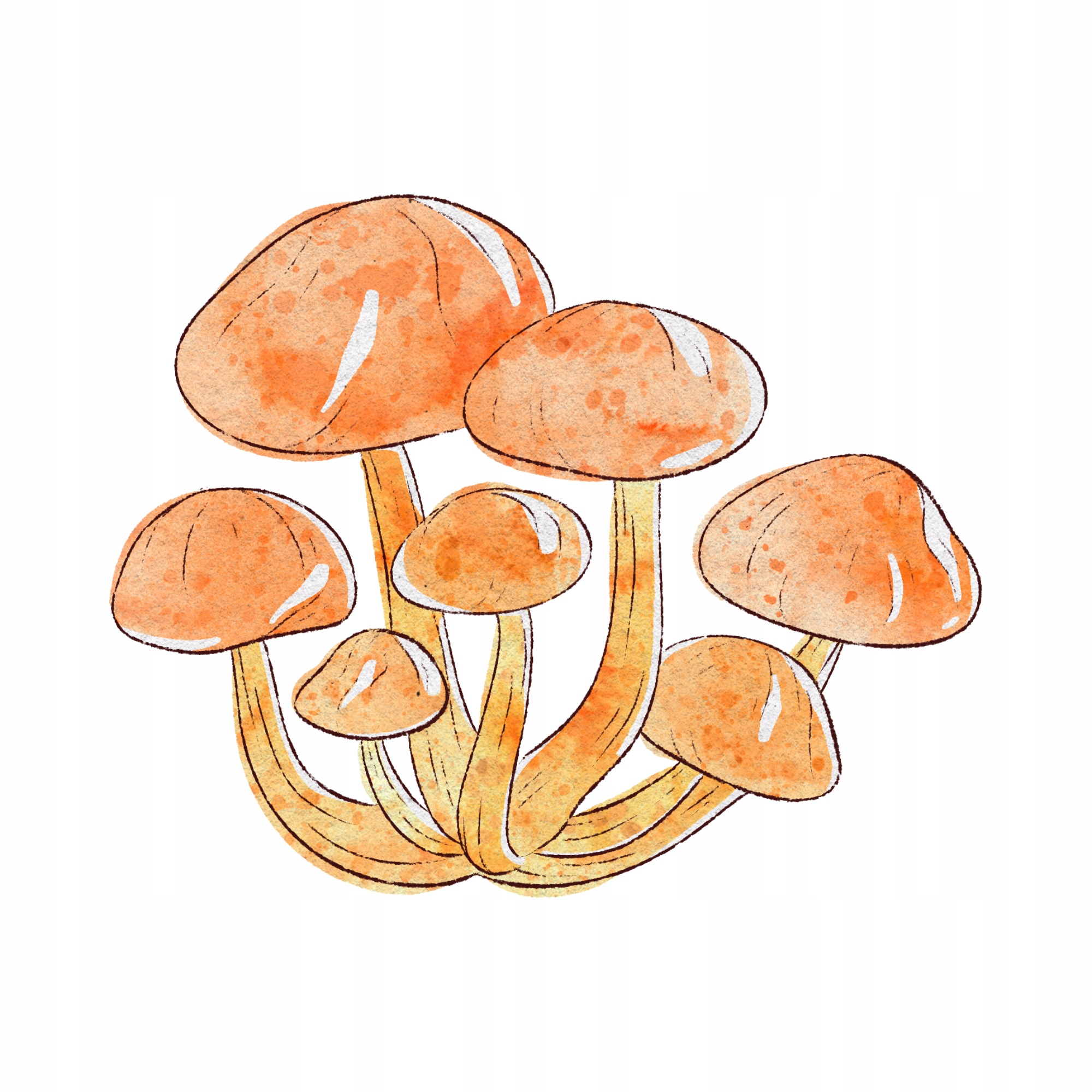 

Naprasowanka Grzyby Termo Naklejeka Na Odzież 5