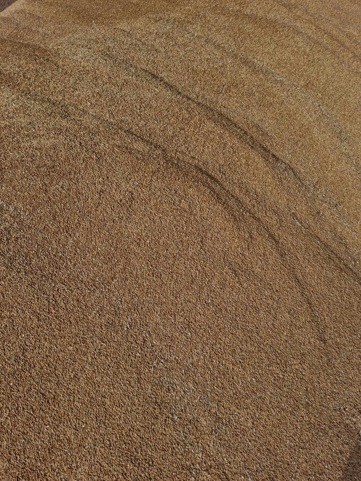 Jęczmień ziarno, karma Rodzaj karma