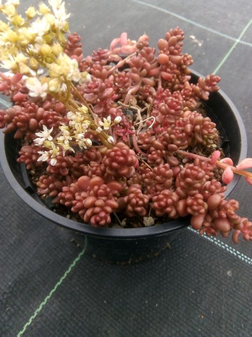 Rozchodnik OMALOS zwarta odmiana