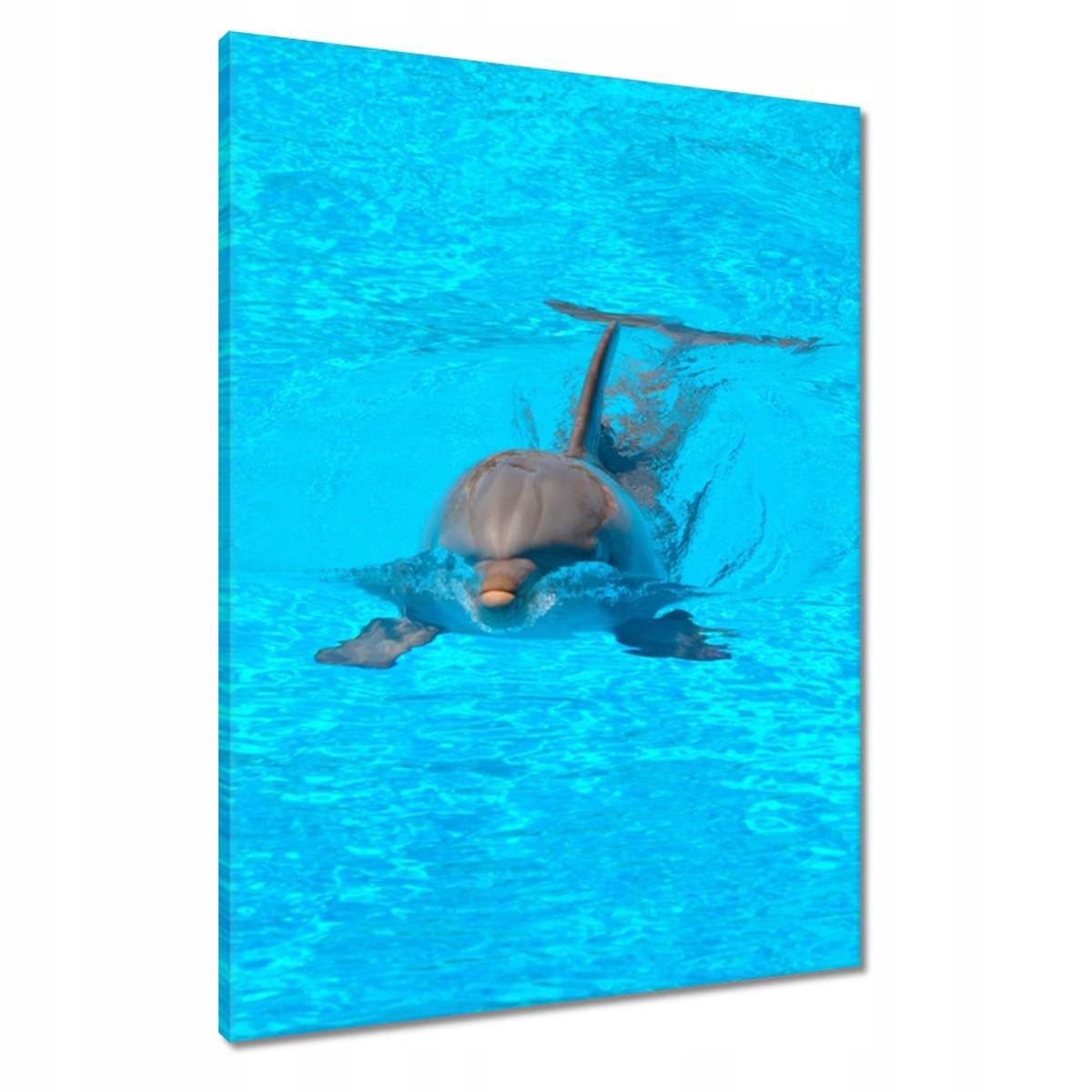 Obrazy 60x80 Delfín