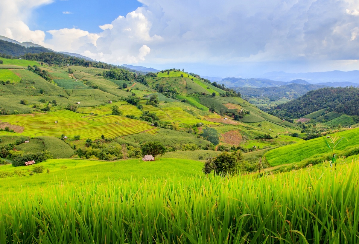 

Fototapeta Flizelinowa Pole ryżowe - 104x70