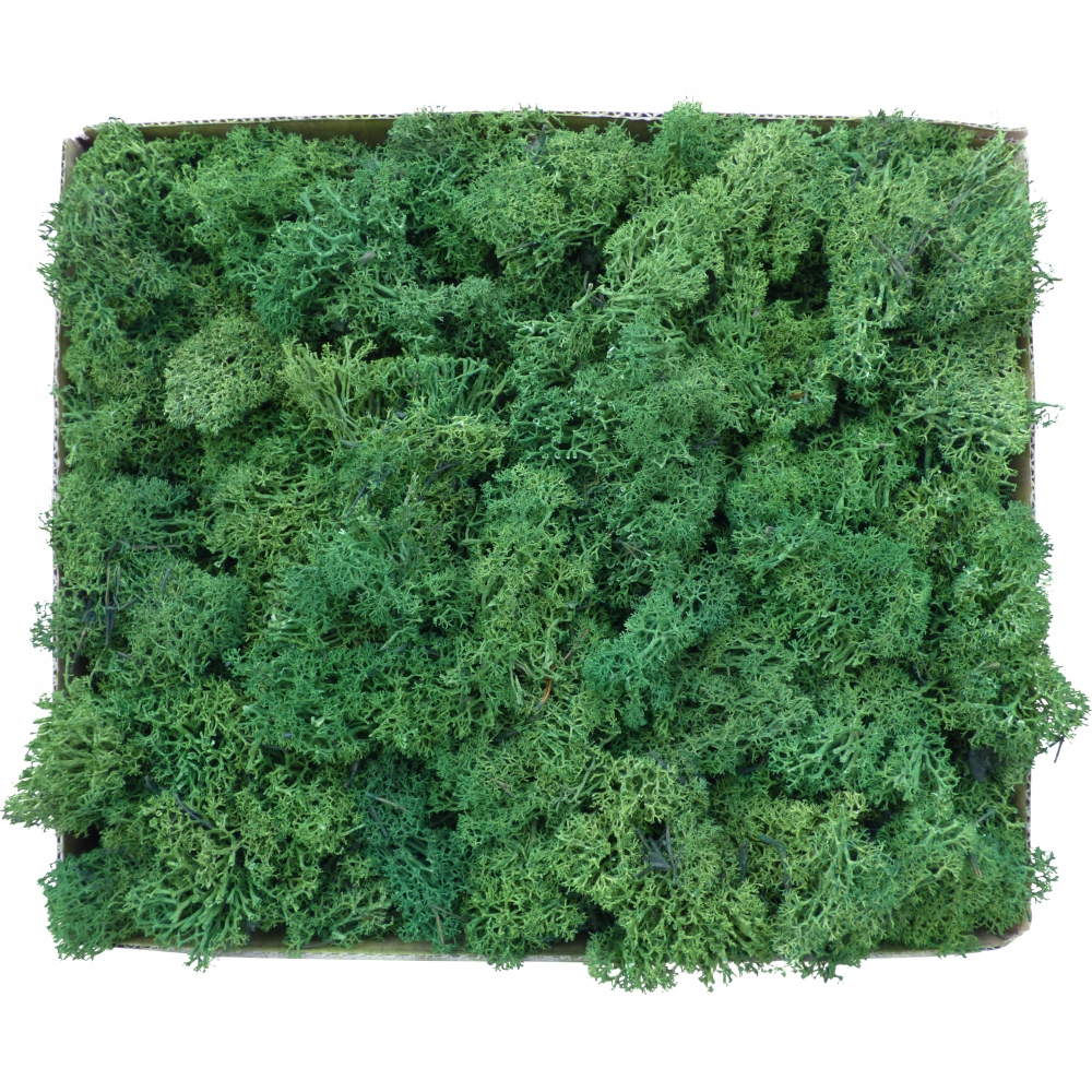 Skrawki mech chrobotek Leśna Zieleń Karton 600g Rodzaj mech chrobotek