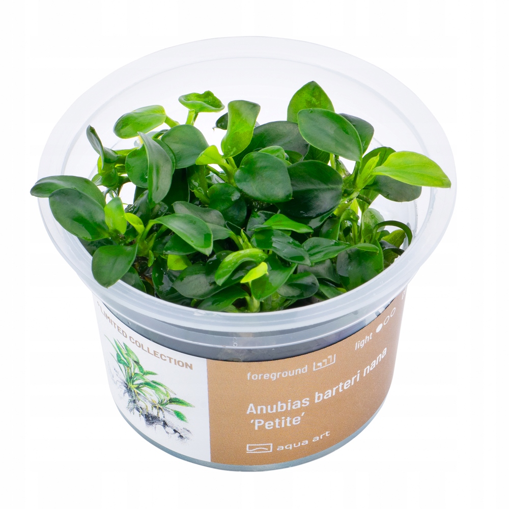 AquaArt Anubias barteri nana ’Petite’ ROŚLINA INVITRO KUBEK 5cm