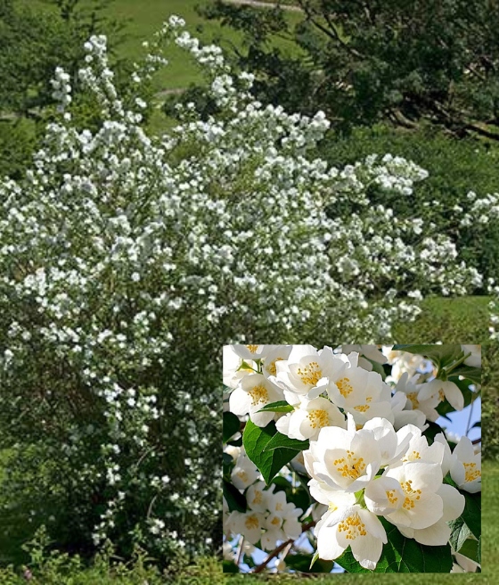Jaśmin 'Biały Lemoinei' (Philadelphus)