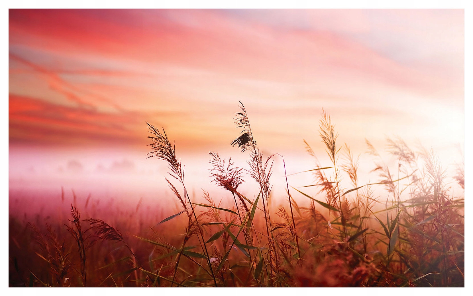 Fototapeta Zlaté pšeničné klasy v paprscích slunce 254x184 lepidlo