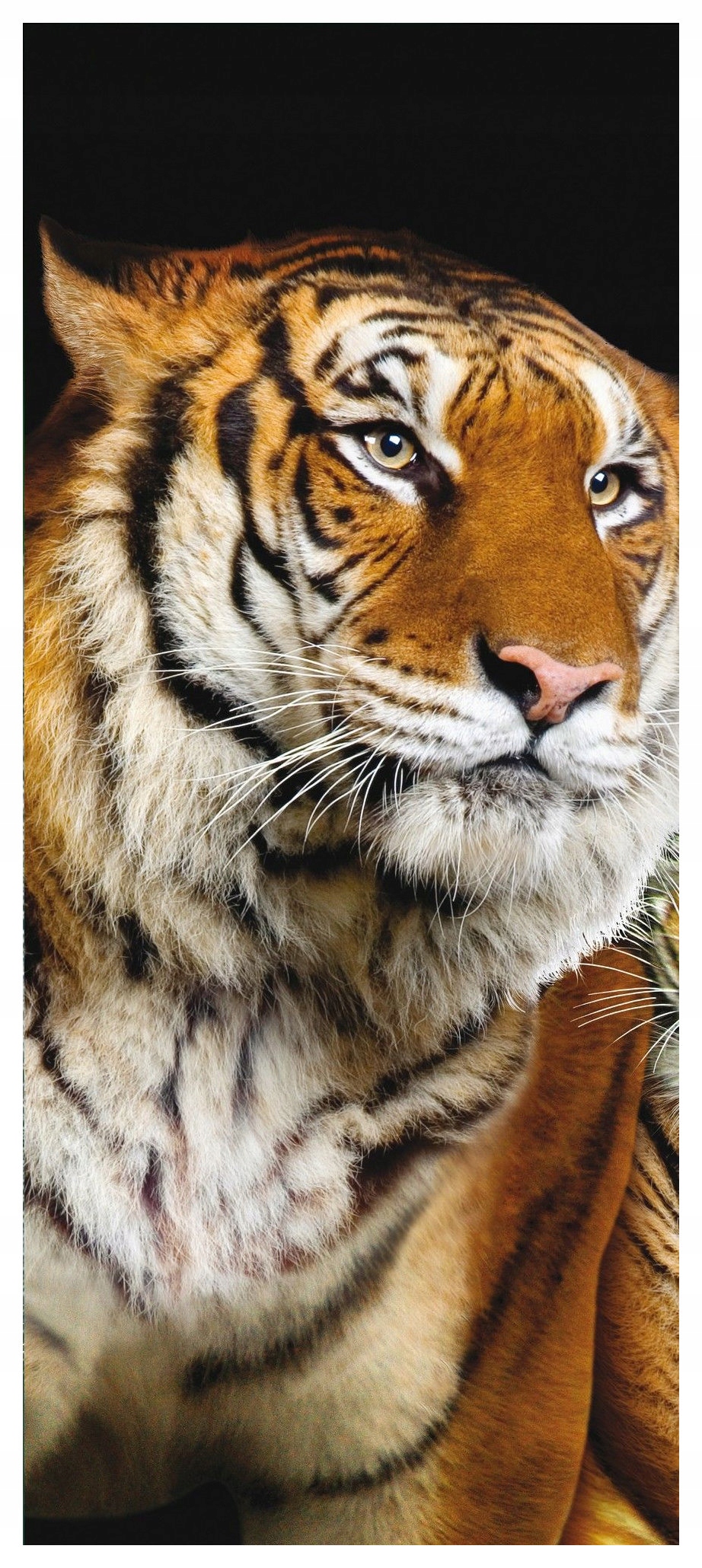 Samolepka Fototapeta Tygr divoký exotika síla a design 91x211